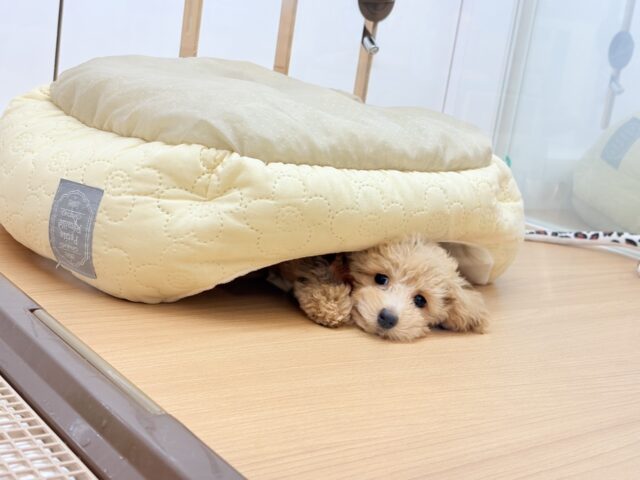 トイプードル