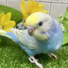 ✨最新画像✨ﾊﾚｿﾗ舞え舞え¨*•¸♬︎ひとさじの𝐜𝐮𝐬𝐭𝐚𝐫𝐝💛🌼セキセイインコ(パステルレインボー/2025年7月生まれ)