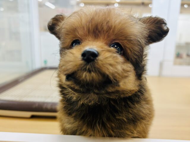 ポメプー