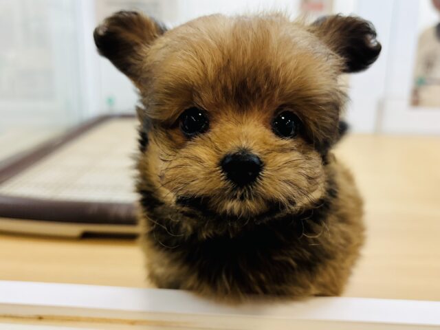 ポメプー