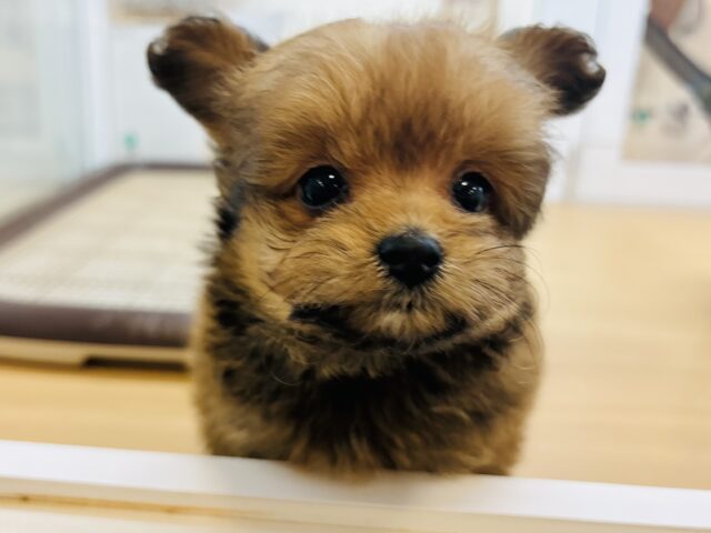 ポメプー