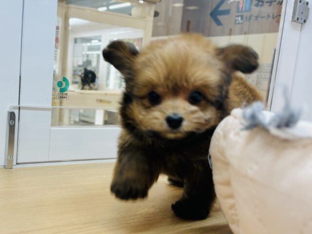 ポメプー