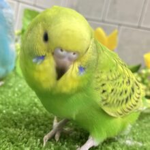 ✨最新画像✨夏と言えばスイカ🍉ですがメロン🍈はいかがですか？？　セキセイインコ