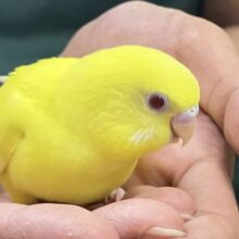 ✨最新画像✨ふりそそぐ太陽は元気の源！！　セキセイインコ