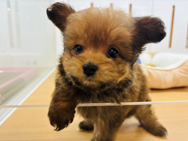 ポメプー