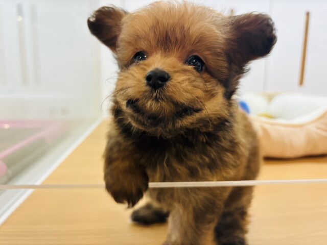 ポメプー