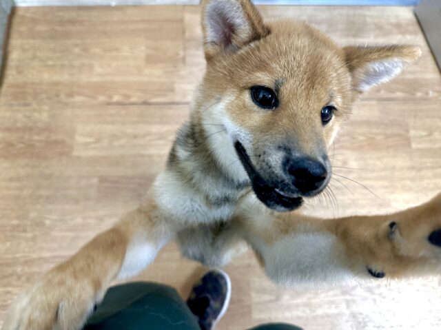 柴犬