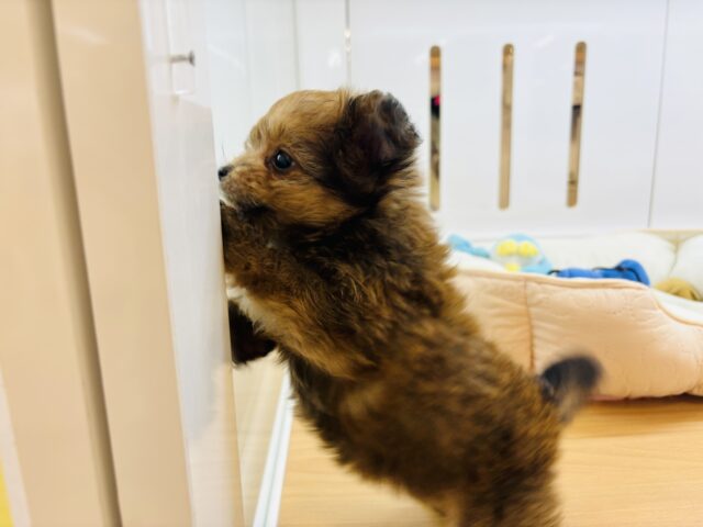 ポメプー