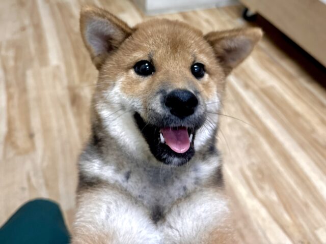 超元気！エネルギッシュ柴くん✨🌟✨