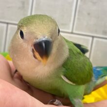 新緑麗らか🍃⟡.*ｻﾝｻﾝかしわ餅🌱‬‎🤍コザクラインコ(ホワイトフェイス/2025年7月生まれ)