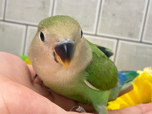 新緑麗らか🍃⟡.*ｻﾝｻﾝかしわ餅🌱‬‎🤍コザクラインコ(ホワイトフェイス/2025年7月生まれ)