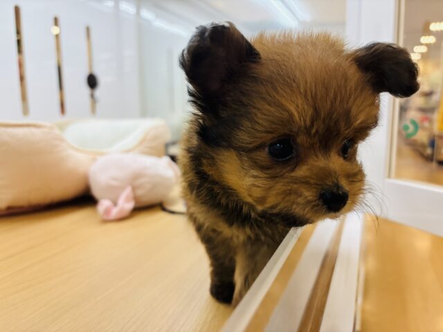 ポメプー