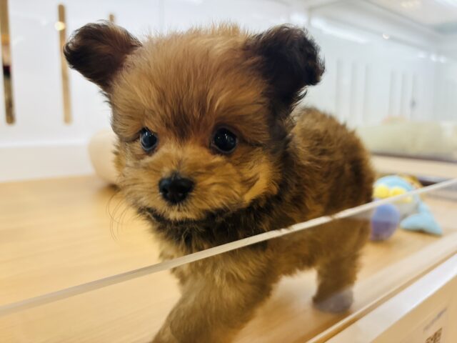 ポメプー