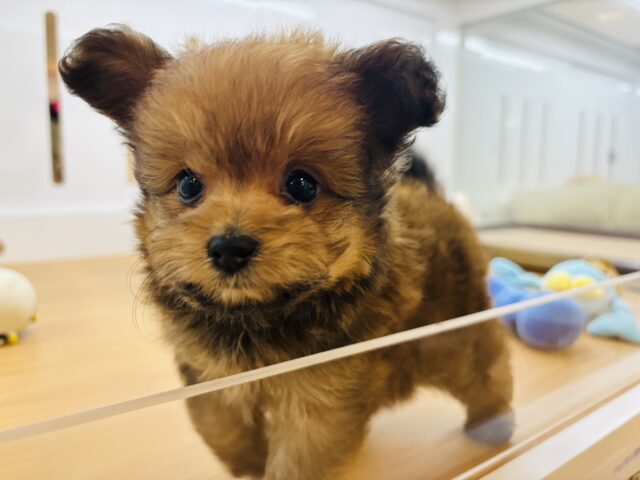 ポメプー