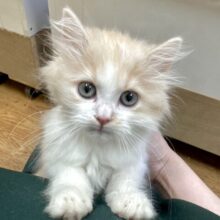 ふわふわミルクティーカラー🧋♡サイベリアン男の子