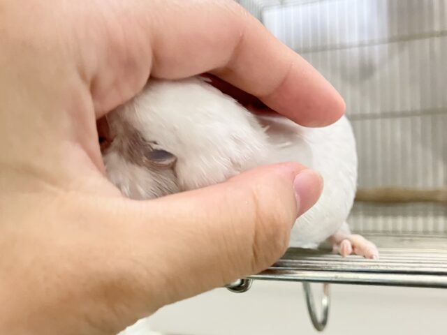 オキナインコ