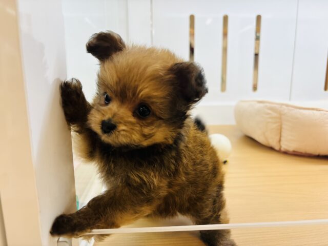 ポメプー