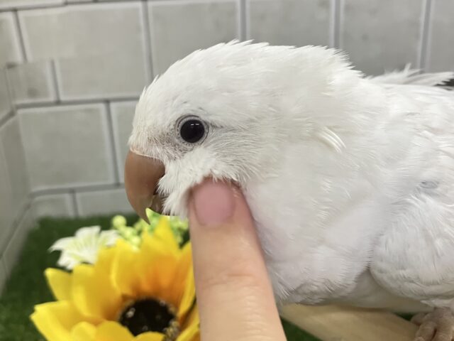 【(*´꒳`*)】ブルームーンストーンの白狐さん形オルゴナイト☆他１点 獄GoKu | 「レオナルド・ディカプリオだ」 📷ㄚ飄 #ウィンブレ