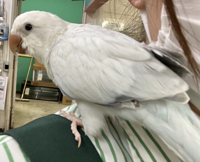 オキナインコ