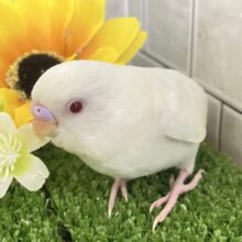 【最新画像更新☆☆】白い砂浜みたいな人気の美カラー♪♪　セキセイインコ