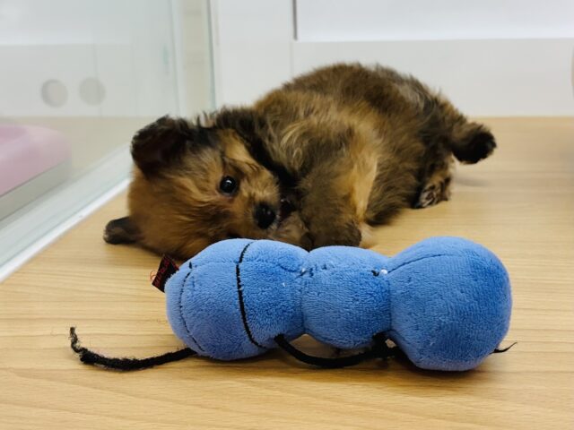 ポメプー