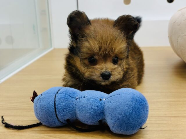 ポメプー