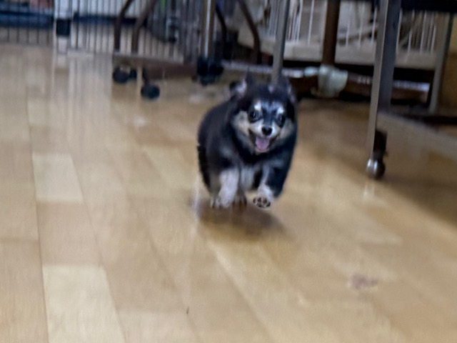 尻尾ブンブン💗嬉しくて嬉しくてもじもじしちゃう🤭チワワの男のコきました🌟 チワワ