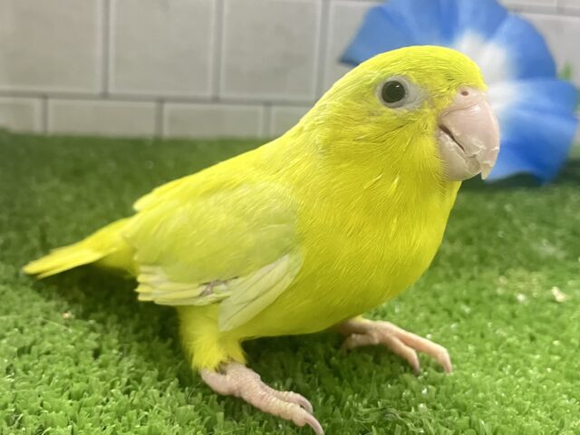 マメルリハ