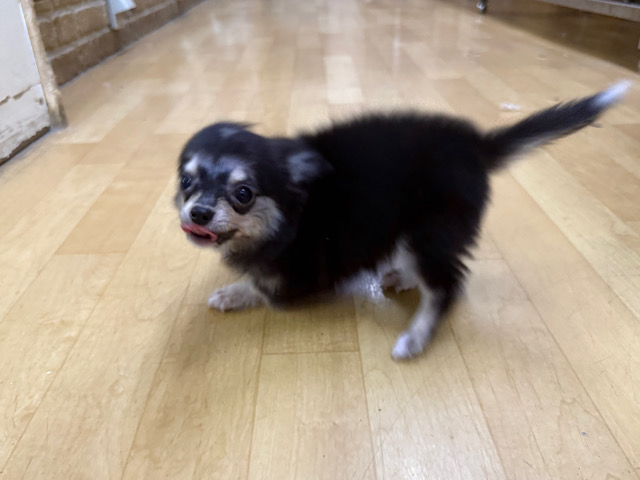 尻尾ブンブン💗嬉しくて嬉しくてもじもじしちゃう🤭チワワの男のコきました🌟 チワワ