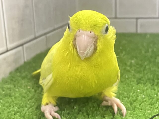 マメルリハ