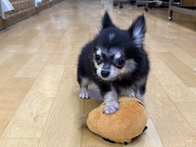 尻尾ブンブン💗嬉しくて嬉しくてもじもじしちゃう🤭チワワの男のコきました🌟 チワワ