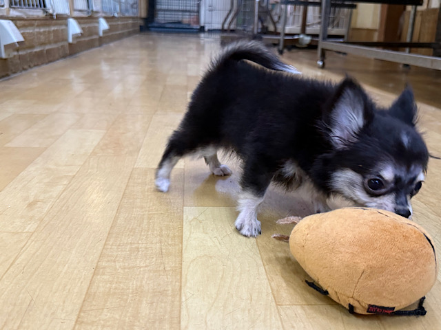 尻尾ブンブン💗嬉しくて嬉しくてもじもじしちゃう🤭チワワの男のコきました🌟 チワワ