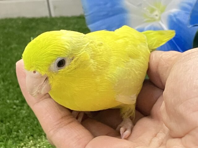 マメルリハ
