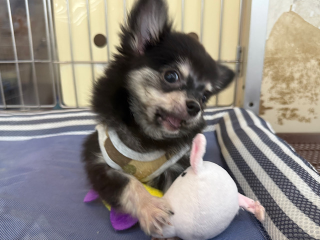 尻尾ブンブン💗嬉しくて嬉しくてもじもじしちゃう🤭チワワの男のコきました🌟 チワワ