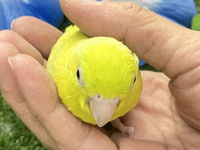 マメルリハ