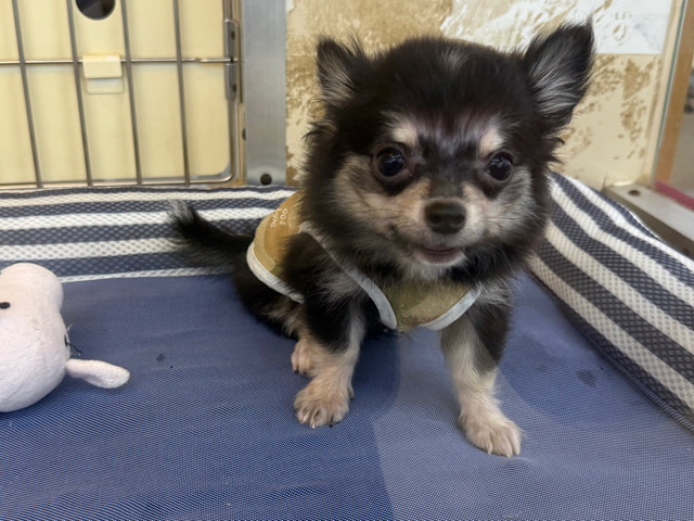 尻尾ブンブン💗嬉しくて嬉しくてもじもじしちゃう🤭チワワの男のコきました🌟 チワワ