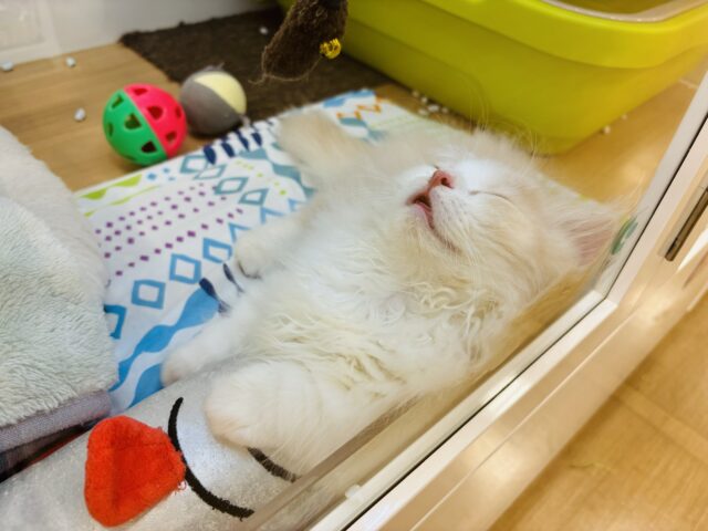 ミヌエット
