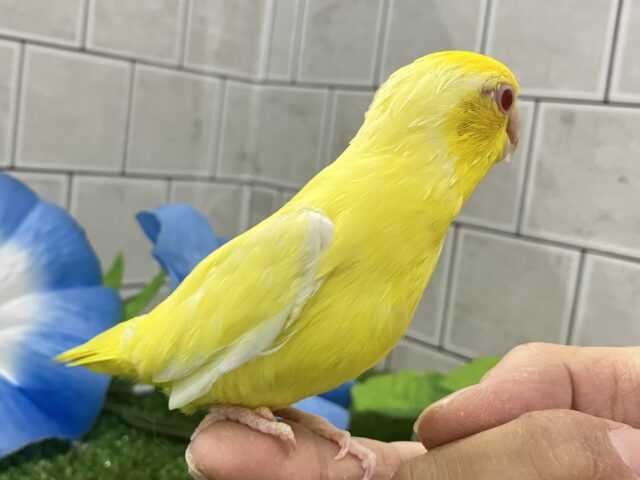 マメルリハ