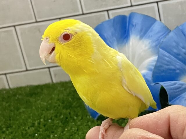 マメルリハ