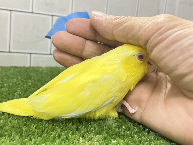 マメルリハ