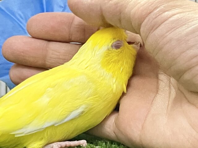 マメルリハ