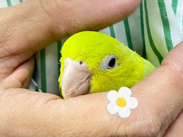 マメルリハ