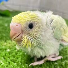 ﾐﾆﾐﾆ🌳⟡.*🎀ギンガムめろんぱん🍈🎀セキセイインコ(パステルレインボースパングル/2025年8月生まれ)