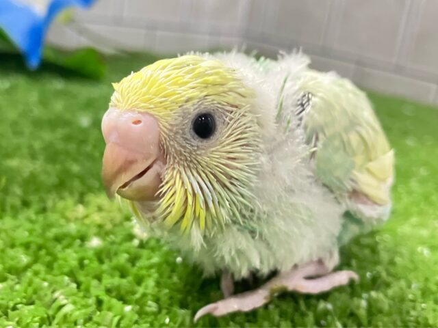 ﾐﾆﾐﾆ🌳⟡.*🎀ギンガムめろんぱん🍈🎀セキセイインコ(パステルレインボースパングル/2025年8月生まれ)