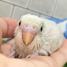 ｽﾗ~🎐 将来は素麺になること…？！🤍⟡.*🍃セキセイインコ(ダブルファクター白/2025年8月生まれ)