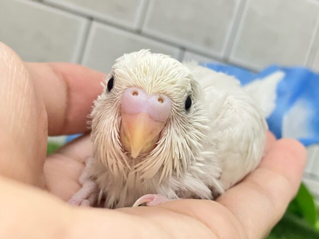 ｽﾗ~🎐 将来は素麺になること…？！🤍⟡.*🍃セキセイインコ(ダブルファクター白/2025年8月生まれ)