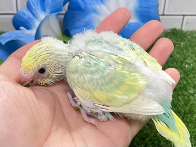 セキセイインコ