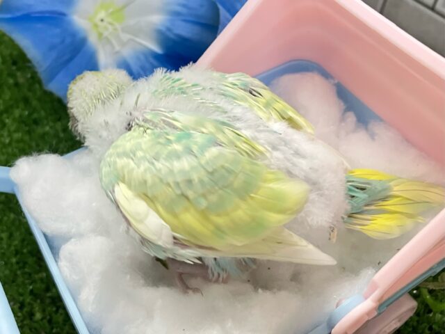 セキセイインコ
