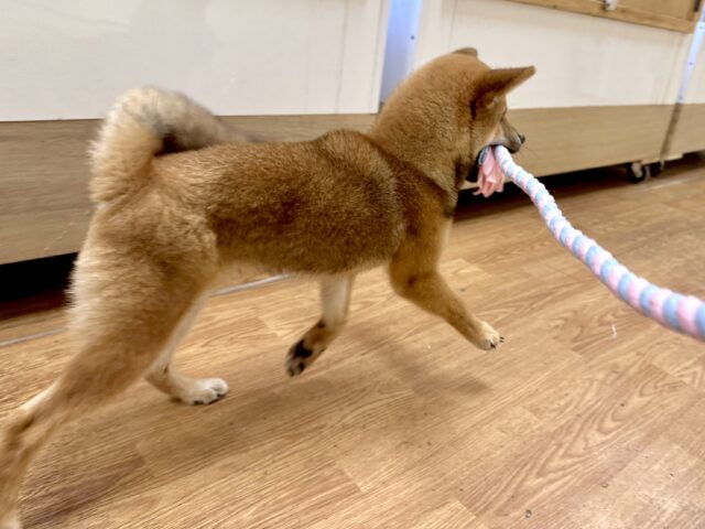 柴犬