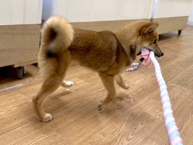 柴犬